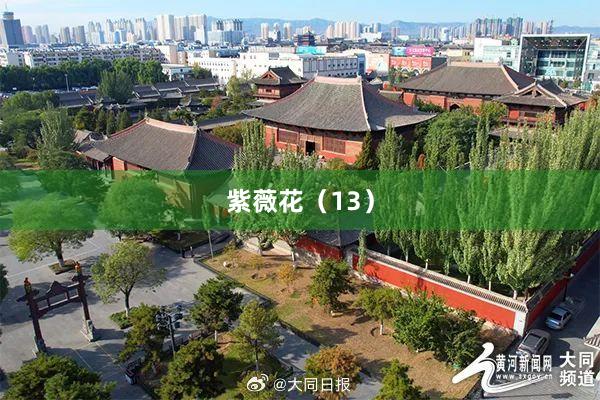 紫薇花（13）
